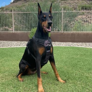 Imagem de Peitoral para cães (grande, camuflado)