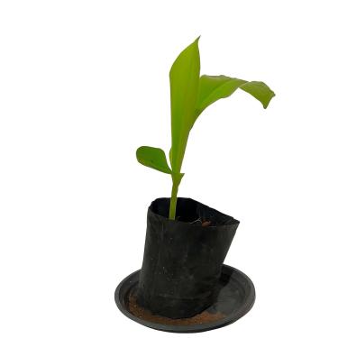 Imagem de Muda Heliconia Rostrata 45cm Planta Ornamental Exótica Tropical Viva Para Jardim Varanda e Paisagismo Embalada com Segurança 1 Unidade