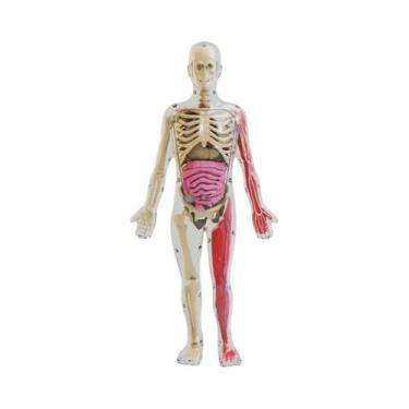 Imagem de Brinquedo Educacional De Ciência Para Crianças: Modelo De Torso Humano