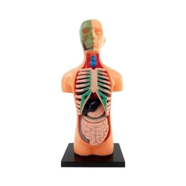Imagem de Brinquedo Educacional De Ciência Para Crianças: Modelo De Torso Humano