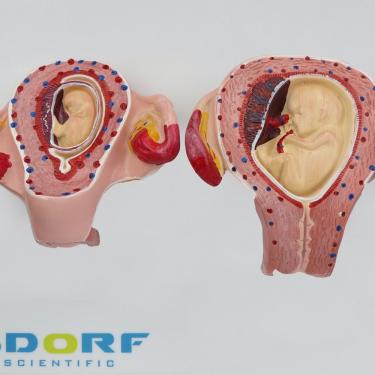 Imagem de Fertilização Humana E Desenvolvimento Embrionário
