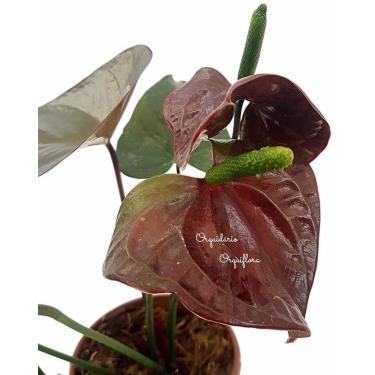 Imagem de Muda Anturio Vinho Tinto Marrom Avermelhado Planta Natural