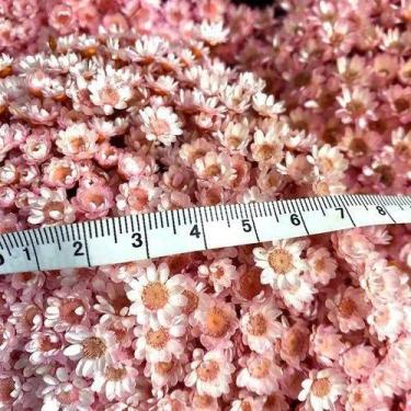 Imagem de 2 Maços Florzinha Sempre Viva Rosa I Flores Desidratadas - Tem Flores