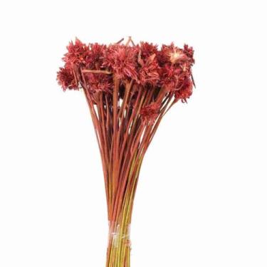 Imagem de Cebolão Vermelho Desidratado - Pense Flores