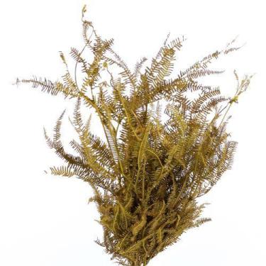 Imagem de Samambaia Três Andares Amarela Desidratado - Tem Flores