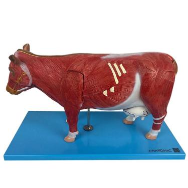 Imagem de Anatomia da Vaca