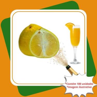 Imagem de Kit 100 Mudas de Laranja Champanhe Enxertada  Citrus Reticulata  Citru