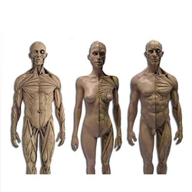 Imagem de EHVYBDX Figura de anatomia feminina e masculina e modelo ósseo muscular masculino, modelo de anatomia humana de 28 cm pintura modelo arte esboço, referência para artistas