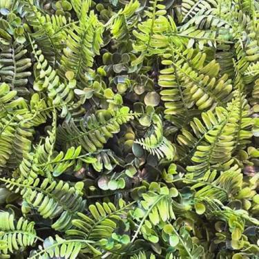 Imagem de Kit Placas De Samambaia Verde Escuro 40 x 60cm Muro Inglês Jardim Vertical (30 Unid)