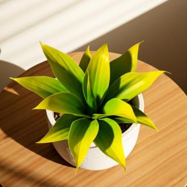 Imagem de ENALGRE Agave artificial artificial artificial de 30,5 cm, vegetação falsa, planta artificial para ambientes internos, decoração de casa, planta de plástico, decoração ao ar livre, decoração de