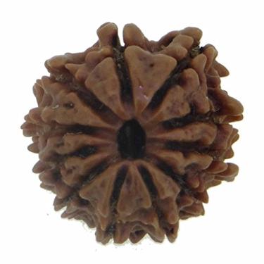 Imagem de Arihant Gems & Jewels 11 Mukhi/Rudraksha nepalês 100% natural, original e certificado astrológico redondo Rudraksha sementes soltas (Elaeocarpus ganitrus) unissex para homens e mulheres