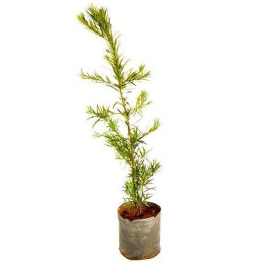 Imagem de Muda de Podocarpo Altura de 0,40 cm a 0,80 cm - AMK - Jardinagem e Pai