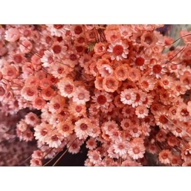 Imagem de Flores Sempre Viva Secas para Decoração – Kit 300 a 2100 Unidades Ideal para Festa Casamento e Arranjos (Salmão,5 buquês)