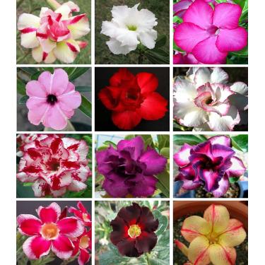 Imagem de 10 Sementes de Rosas do Deserto triplas, duplas e simples (Adenium obesum) Sortidas Kit nº 2