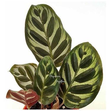 Imagem de Muda Maranta Pavão - Goeppertia Makoyana - Planta Natural - no brand
