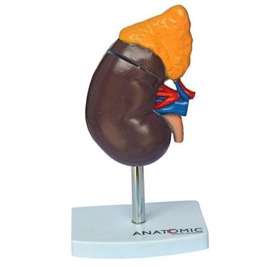 Imagem de Rim Humano Corte Sagital Em 2 Pts Modelo Anatomia