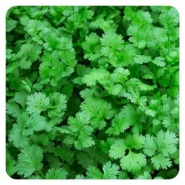 Imagem de Kit Semente Folha Coentro Horta Inteligente HidroGarden