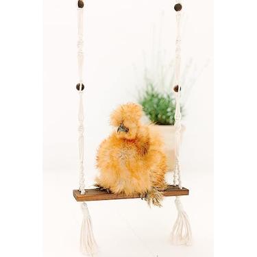 Imagem de Baloiços de galinha para galinheiros, brinquedos para galinheiros, acessórios de galinha, decoração de galinha, galinha, presentes indispensáveis para o proprietário