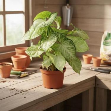 Imagem de Planta Flecha - Syngonium Podophyllum - Planta Tropical de Fácil Culti