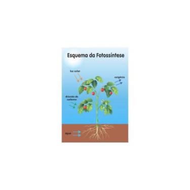 Imagem de Painel De Lona Escolar Fotossíntese-100x070cm - Fabrika de Festa