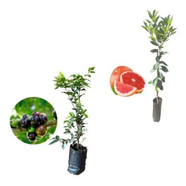 Imagem de Kit 2 Mudas - 1 Jabuticaba Hibrida + 1 Laranja Sanguínea - AMK - Jardi