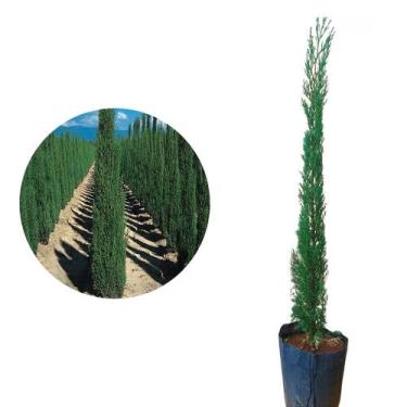 Imagem de Kit 20 Mudas de Cipreste Vela 20 a 40cm AMK - Plantas Online - AMK Jar