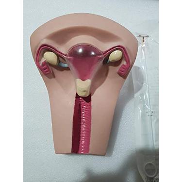 Imagem de Modelo anatômico para treinamento de DIU, dispositivo contraceptivo intrauterino, modelo de treinamento de simulador de prática feminina, modelo de treinamento ginecológico para material escolar
