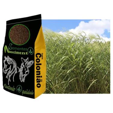 Imagem de 1kg sementes capim colonião pastagem melhorada e resistente - Sementes