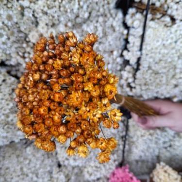 Imagem de Flores Sempre Viva Secas Bege – Buquê Natural para Decoração e Arranjos (Dourada,1 buquê (200 florzinhas))