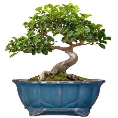 Imagem de Teagas Vasos de bonsai 28 cm - vasos de cerâmica para suculentas com orifício de drenagem, vaso decorativo para uso interno, grande, externo, vaso de flores moderno para casa, oval, jardim, escritório