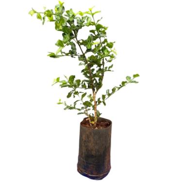 Imagem de Muda de Acerola Enxertada Premium, Árvore Frutífera para Jardim e Pomar, Manual de Cultivo Incluso, Frutos Doces e Naturais