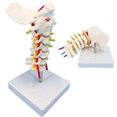 Imagem de Veipho Modelo de coluna cervical com nervos, tamanho real, coluna vertebral cervical, nervos espinhais, modelo anatômico com suporte, modelo de coluna cervical para educação científica do paciente
