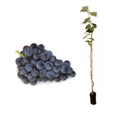 Imagem de Muda de Uva Niágara 50 a 80cm AMK - Plantas Online - AMK Jardinagem e 