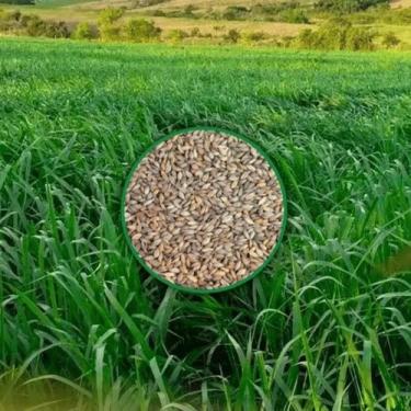 Imagem de Sementes Brachiaria Brizantha Marandu 1kg Braquiarão Pastagem Gado de 