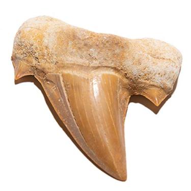 Imagem de KALIFANO Dentes de tubarão pré-históricos fossilizados autênticos - Marrocos