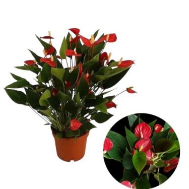 Imagem de Mini/micro Antúrio Vermelho  Planta Adulta E Natural ornamental - quin