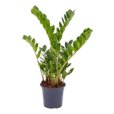 Imagem de Muda De Zamioculca Grande 60cm Planta Interna Natural Viva - Velling H