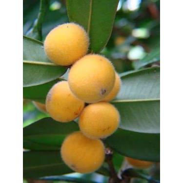 Imagem de Cabeludinha - Eugenia Tomentosa - Planta Frutífera Nativa do Brasil - 