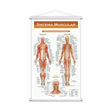 Imagem de Banner Escolar Pedagógico Sistema Muscular Medicina 80x50cm - PlimShop