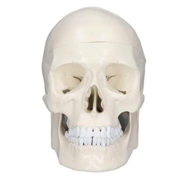 Imagem de Modelo de crânio humano de PVC em tamanho real para adulto com peças r