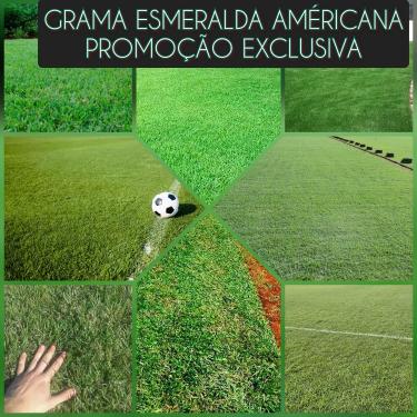 Imagem de Sementes De Grama Esmeralda Americana 500g (SEMENTES 100% PURAS)