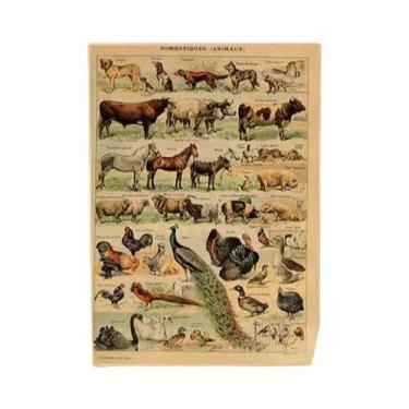 Imagem de Cartazes Vintage com Estampa de Cogumelos, Frutas e Vegetais - Arte Bo