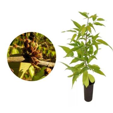Imagem de Muda de Espeteiro 20 a 40cm AMK - Plantas Online - Genérico