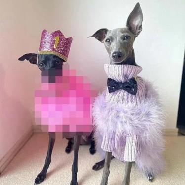 Imagem de Casaco de pelúcia fashion para cachorros e peru, roupas para cães pequenos, buldogue francês, suéter fofo Yorkies (roxo, GG)