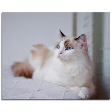 Imagem de 093 Arte de parede de gato branco impressões em tela peluda pôster adorável para casa conjunto de 1 decorações não ramificadas 25,4 x 20,3 cm