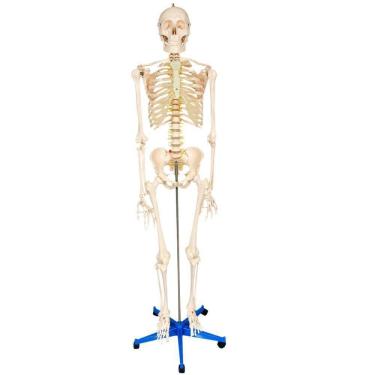 Imagem de Esqueleto Humano 1,70M Altura Anatômia Do Corpo Humano