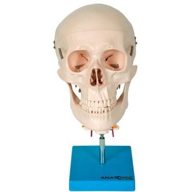 Imagem de Crânio Humano com Coluna Cervical Anatomia