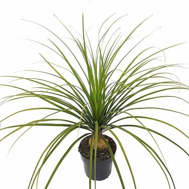 Imagem de Muda Grande Planta Pata De Elefante Beaucarnea Recurvata