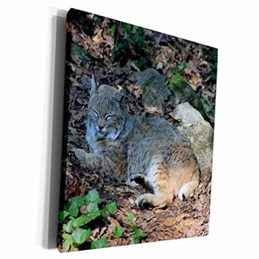Imagem de 3dRose cw_57064_1 Bobcat dormindo - Tela de sepultura de museu, 40,64 x 50,8 cm, multicolorido