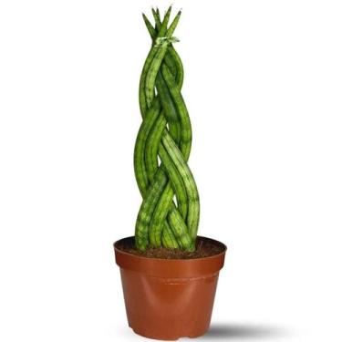 Imagem de Muda Planta Sansevieria 6 Dedos Trançada Decoração Interna - Velling H